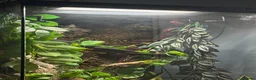 Gecko reptiles for sale: Lily white Crested Gecko Male in Bath - Advert 2