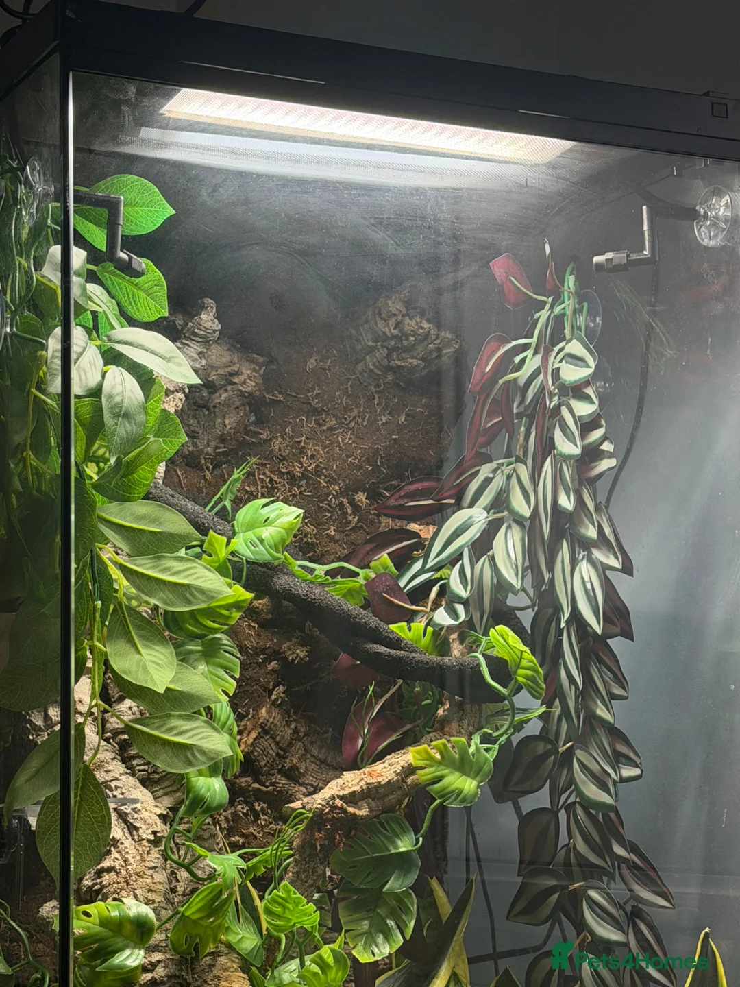 Gecko reptiles for sale: Lily white Crested Gecko Male in Bath - Advert 2