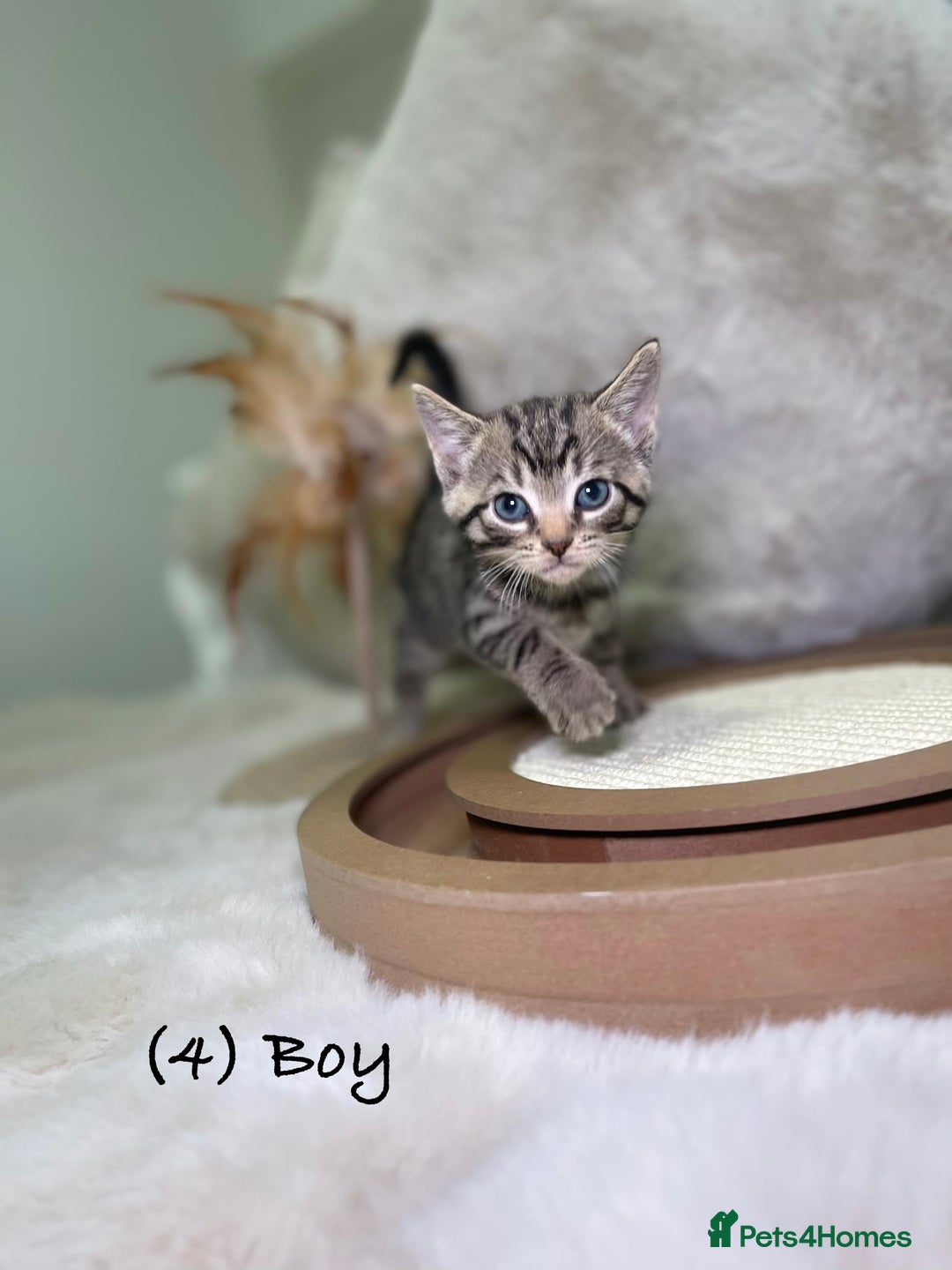 Mixed Breed cats for sale: Stunning kittens 8 weeks old ready now  - Advert 17