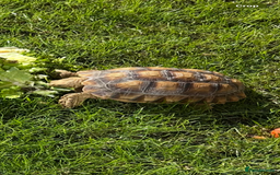 Tortoise reptiles for sale: 2 x Sulcata Tortoise - Image 17