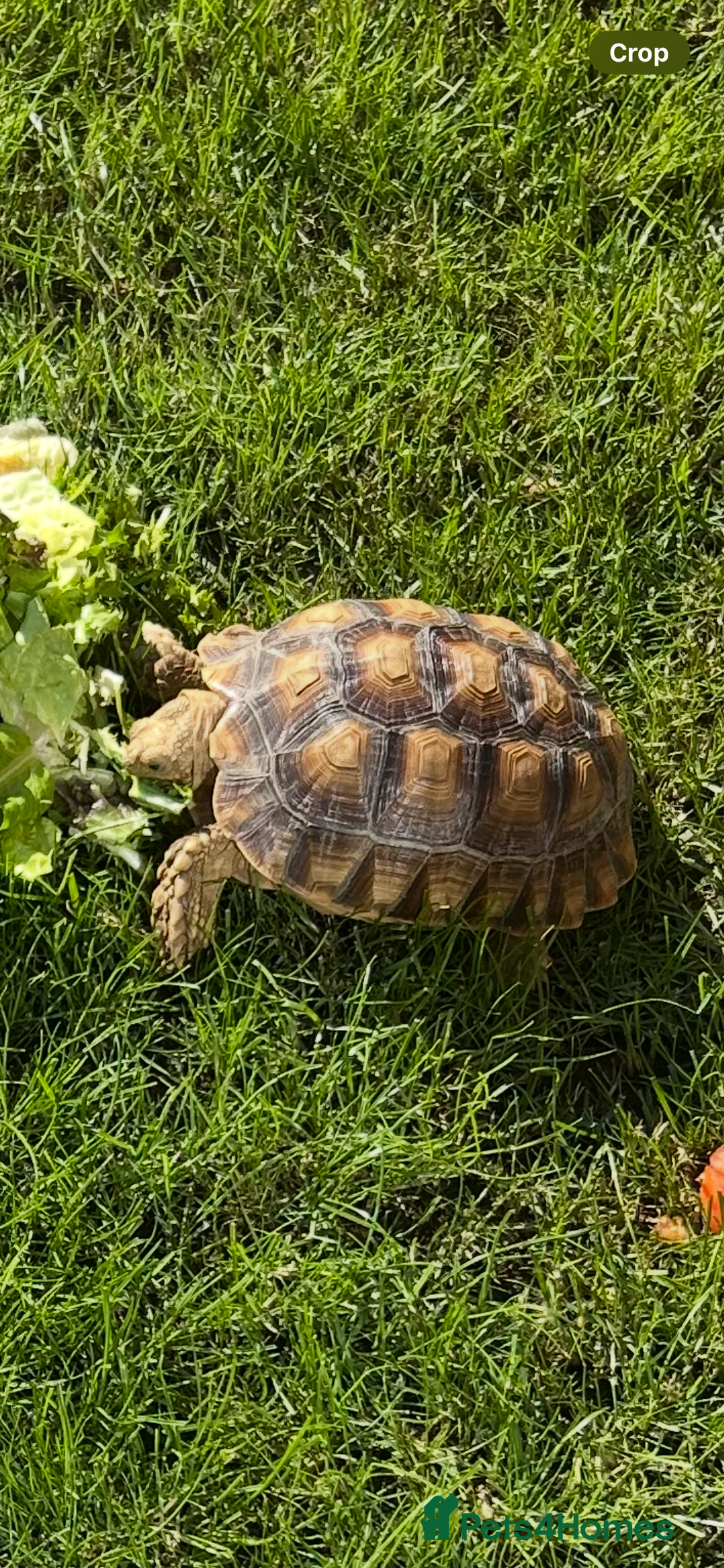 Tortoise reptiles for sale: 2 x Sulcata Tortoise - Image 17