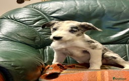 Welsh Collie dogs for sale: Stunning Collie Pups - Image 2
