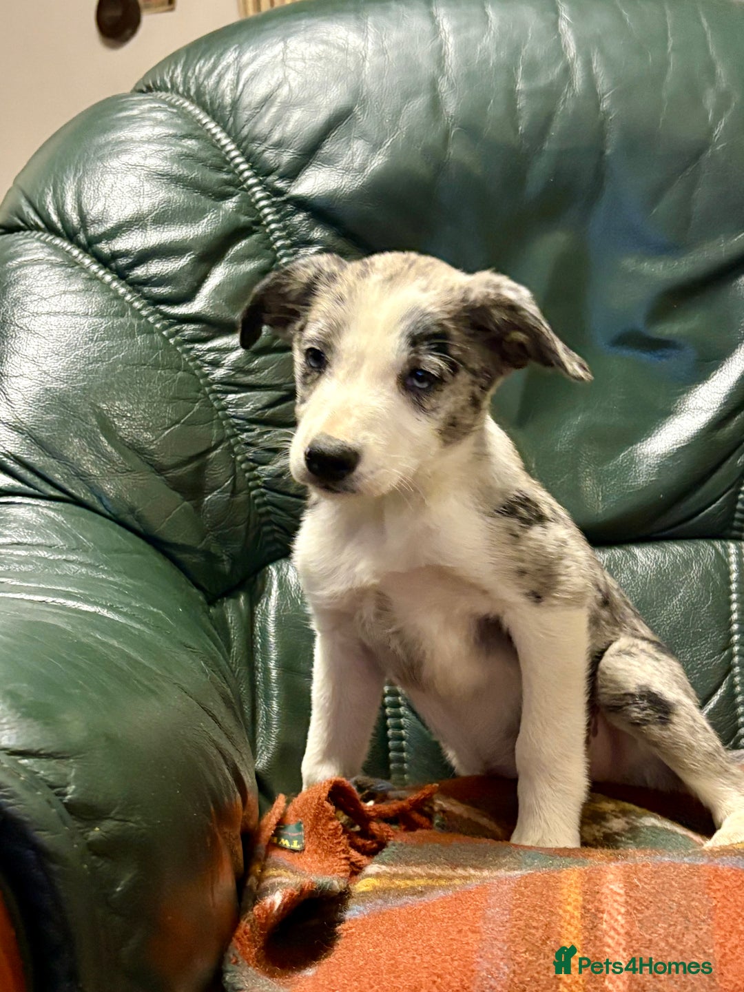 Welsh Collie dogs for sale: Stunning Collie Pups - Image 2