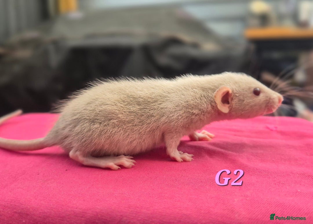 Rat rodents for sale: Female rats - Image 4