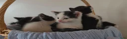 Mixed Breed cats for sale: Beautiful Kittens Looking for Loving Homes - Advert 20