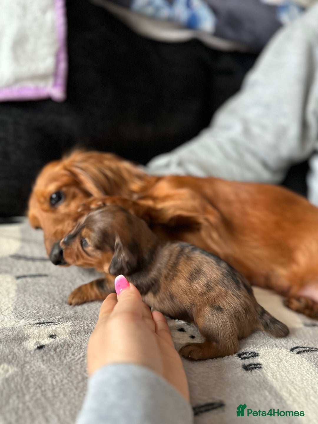 Miniature Dachshund dogs for sale: Miniature Dachounds  - Advert 13