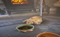 English Lop rabbits for sale: 2 Lop Rabbits for sale - Image 2