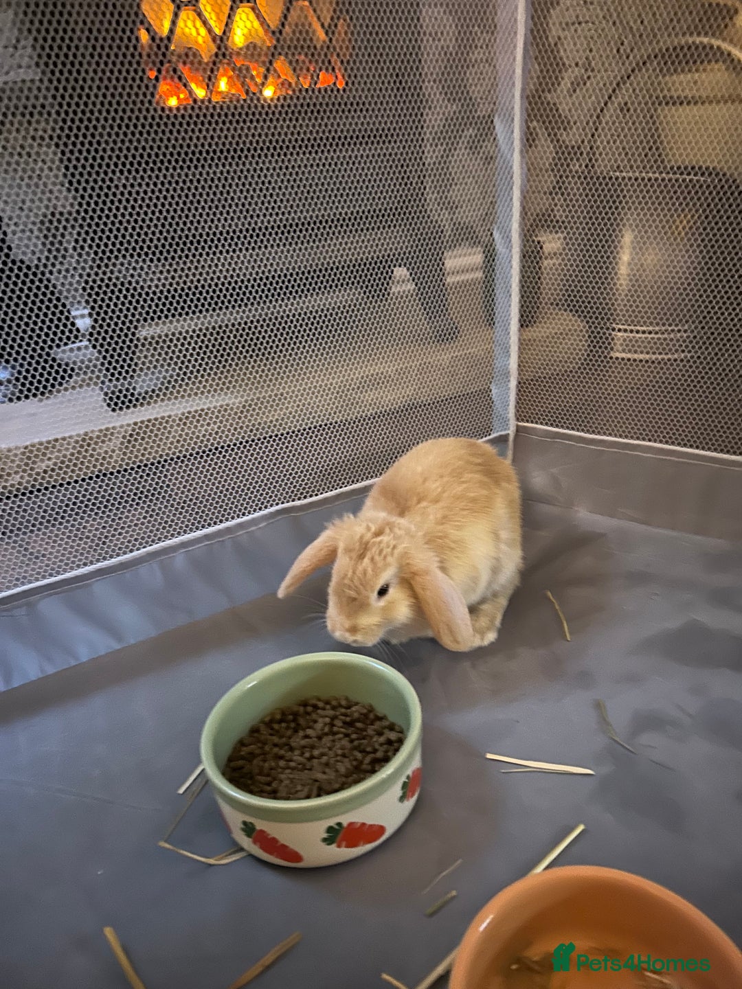 English Lop rabbits for sale: 2 Lop Rabbits for sale - Image 2