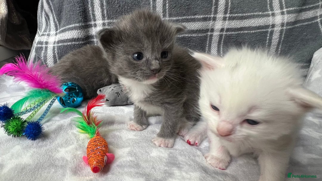 Ragdoll cats for sale: Stunning Ragdoll kittens super affectionate  - Image 2
