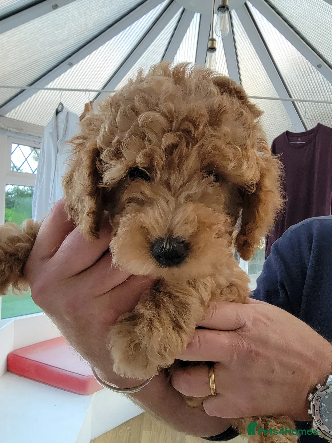 Maltipoo dogs for sale: F1b Maltipoo.   Ready to leave now  - Advert 28