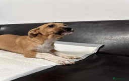 Mixed Breed dogs for adoption: Dave - for adoption - IN FOSTER IN CHESSINGTON - Image 2