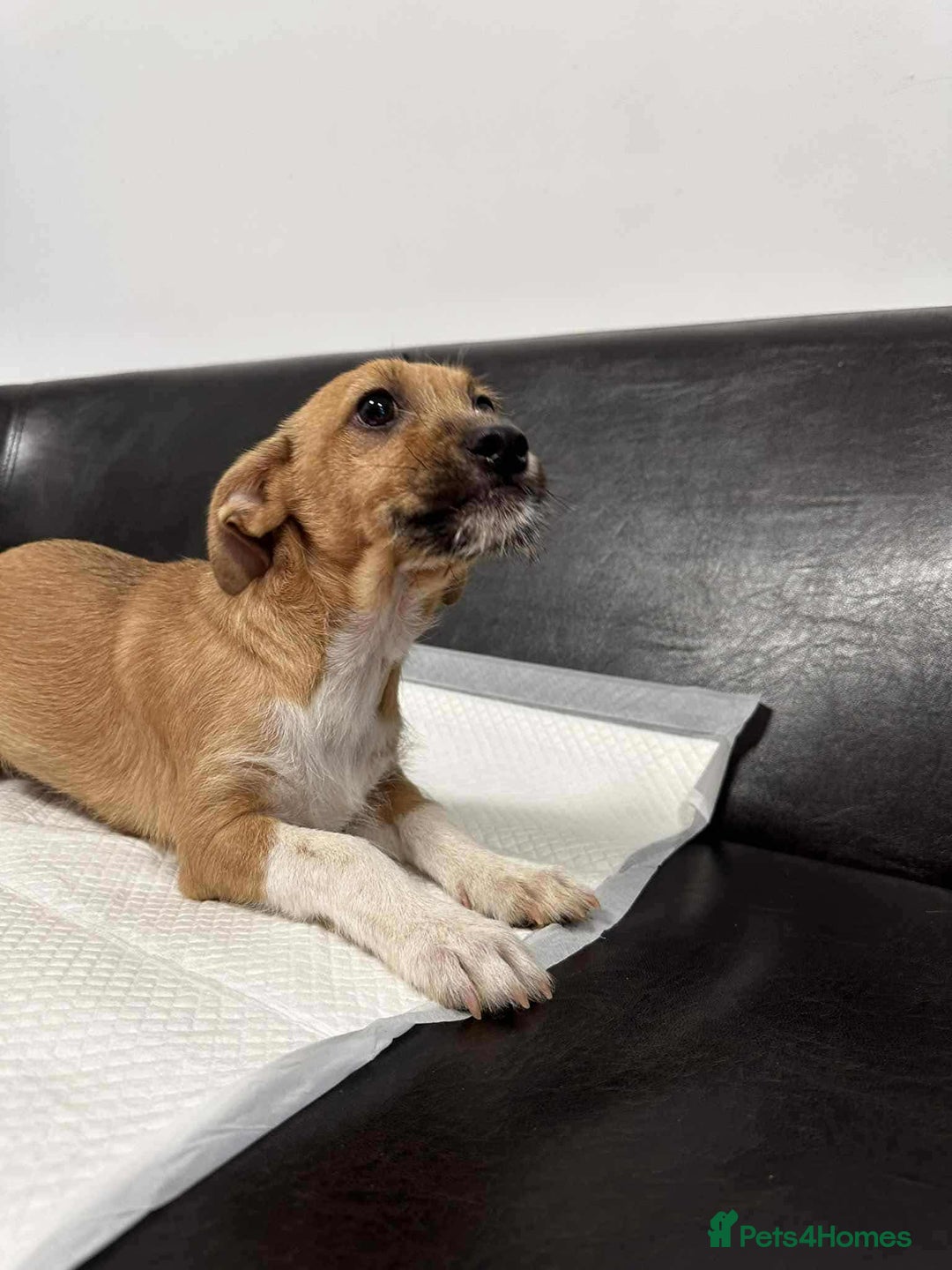 Mixed Breed dogs for adoption: Dave - for adoption - IN FOSTER IN CHESSINGTON - Image 2