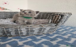British Shorthair cats for sale: Gccf British Shorthair kittens  - Image 5