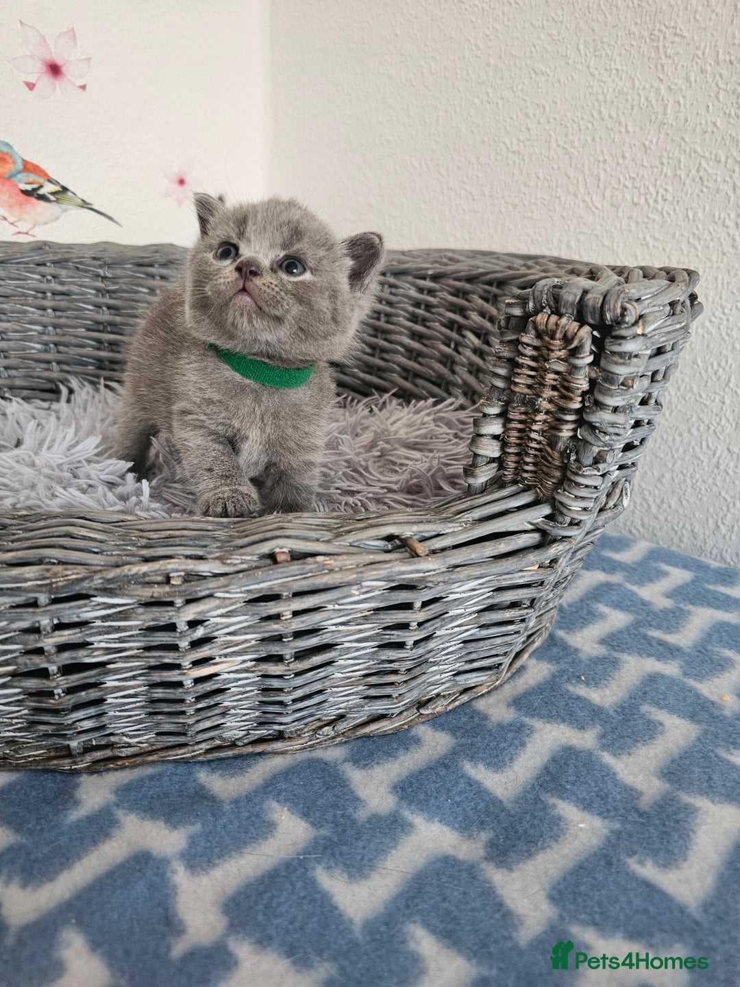 British Shorthair cats for sale: Gccf British Shorthair kittens  - Image 5