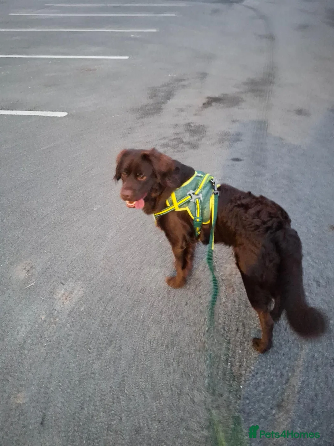 Mixed Breed dogs for sale: Cockerdor for rehoming  - Advert 9