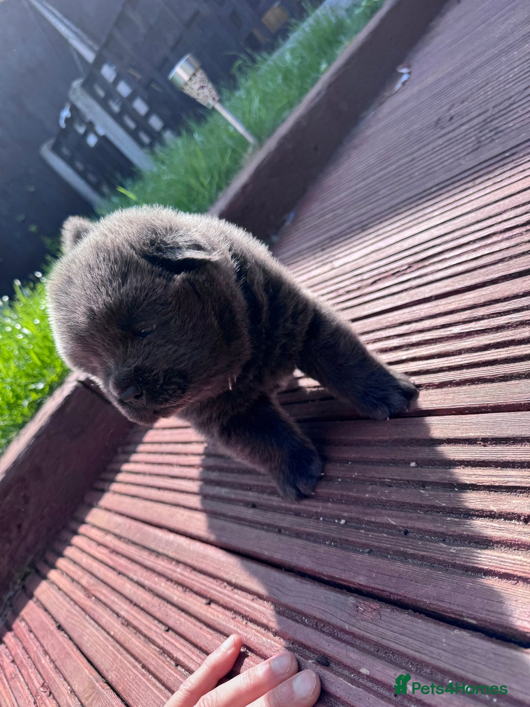 Chow Chow dogs for sale: Last 2 Beautiful chow chow puppies - Image 20