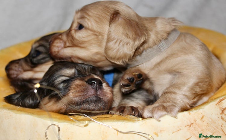 Miniature Dachshund dogs - Advert 15