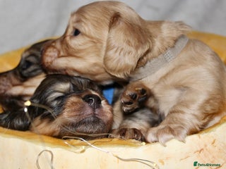Miniature Dachshund dogs for sale - Advert 2