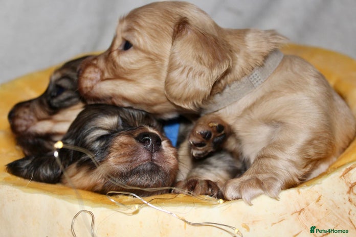 Miniature Dachshund dogs - Advert 15