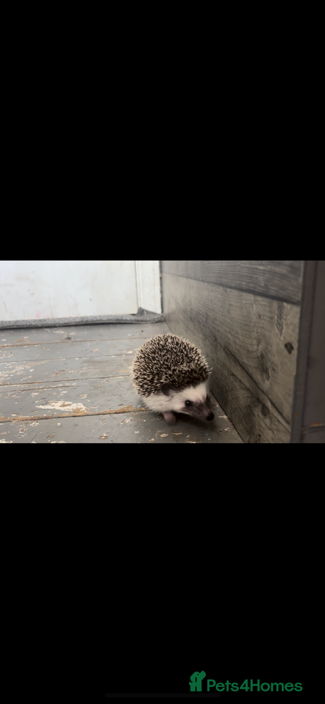 Pygmy Hedgehog rodents for sale: Lovely hedgehog  - Advert 1