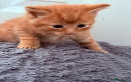 Mixed Breed cats for sale: Long Fur kittens for sale  - Image 17