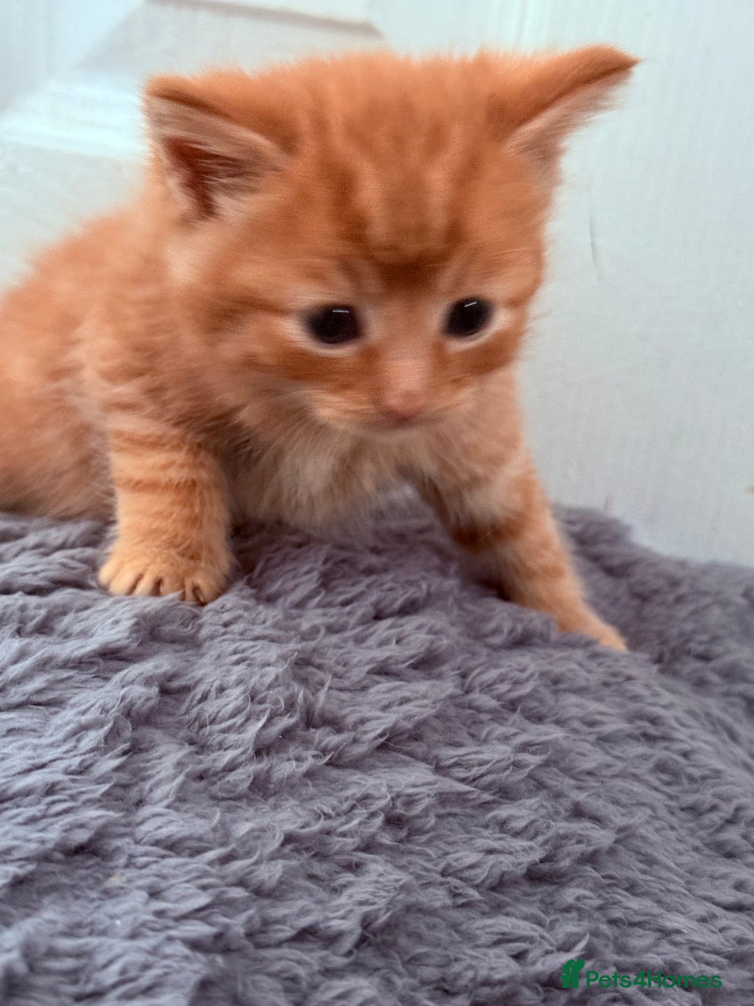 Mixed Breed cats for sale: Long Fur kittens for sale  - Image 17