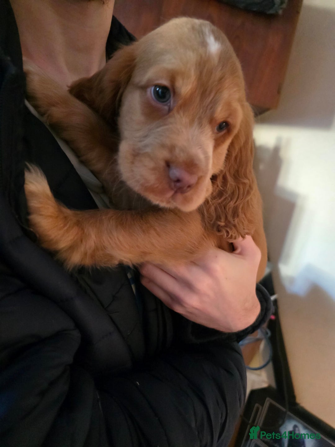 Cocker Spaniel dogs for stud: Stunning  Cocker Spaniel for stud in Northwood - Advert 16