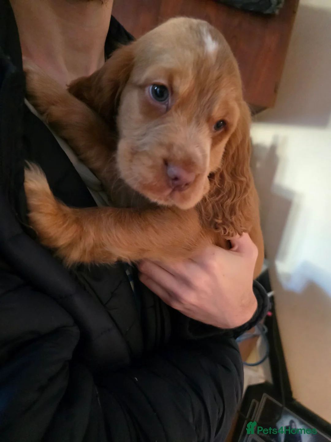 Cocker Spaniel dogs for stud: Stunning  Cocker Spaniel for stud in Northwood - Advert 16