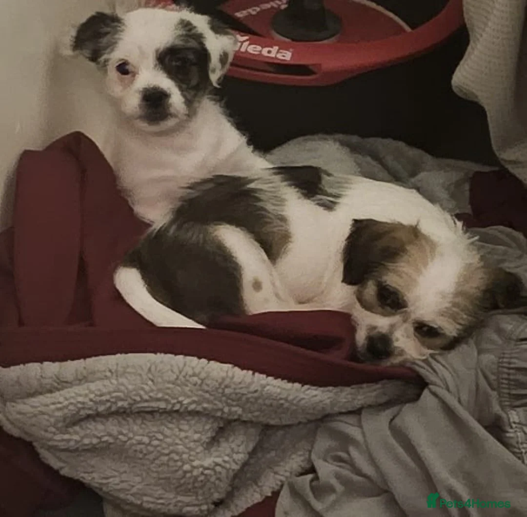 Mixed Breed dogs for sale: Shin tzu cross puppies - Advert 28