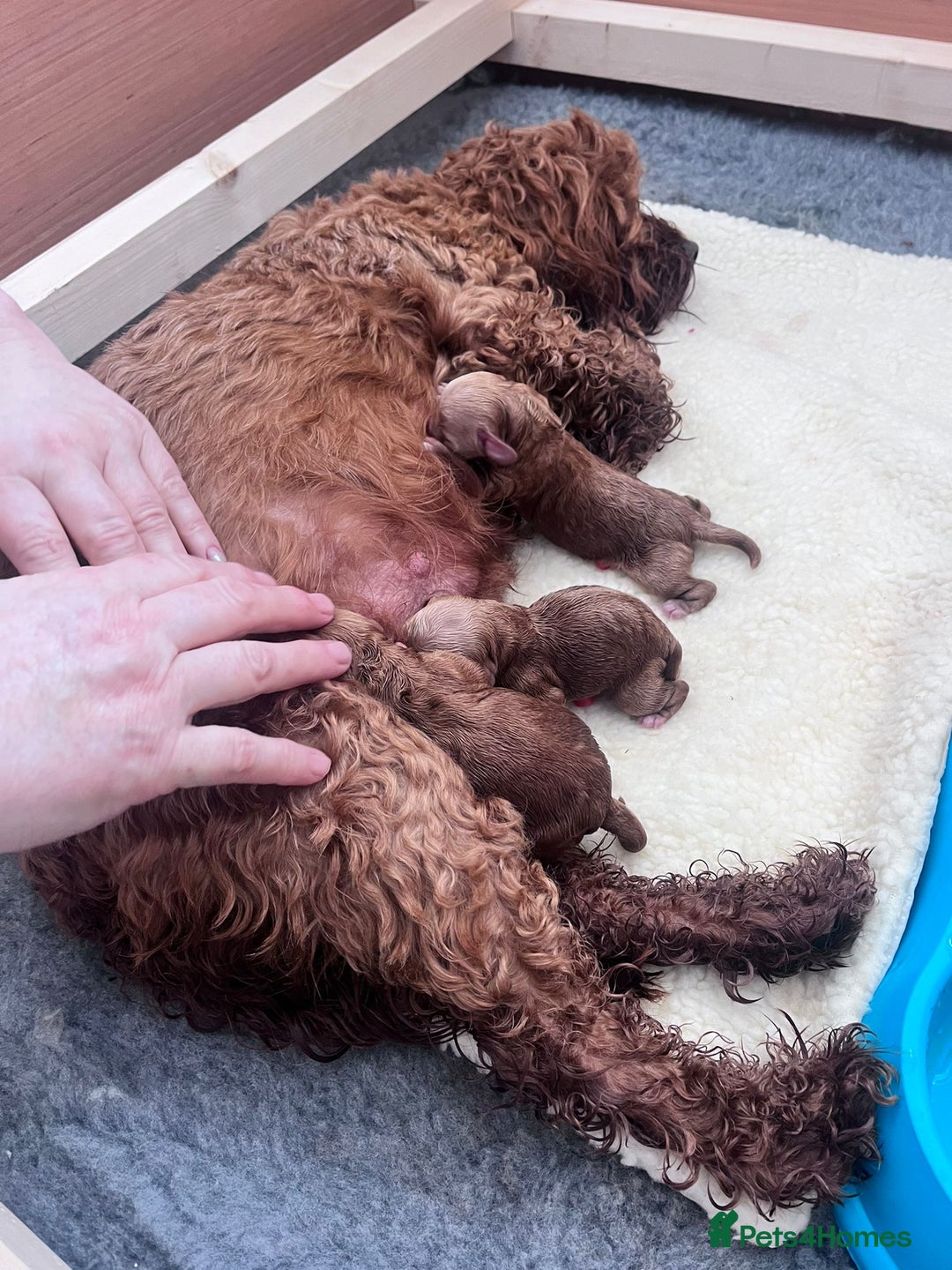 Miniature Poodle dogs for stud: Teddy KC Registered/Health tested Toy Stud in Wigan - Image 30