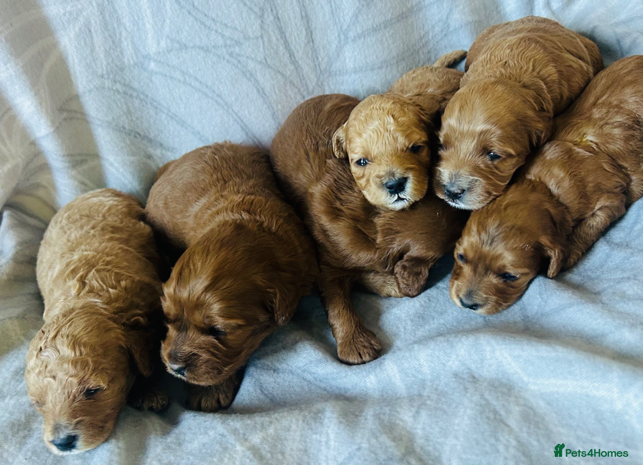 Cockapoo dogs Beautiful F1b puppies - Advert 14