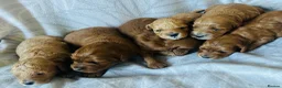 Cockapoo dogs for sale: Beautiful F1b puppies - Advert 3