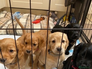 Cocker Spaniel dogs - Advert 23