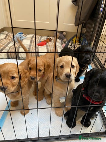 Cocker Spaniel dogs - Advert 2