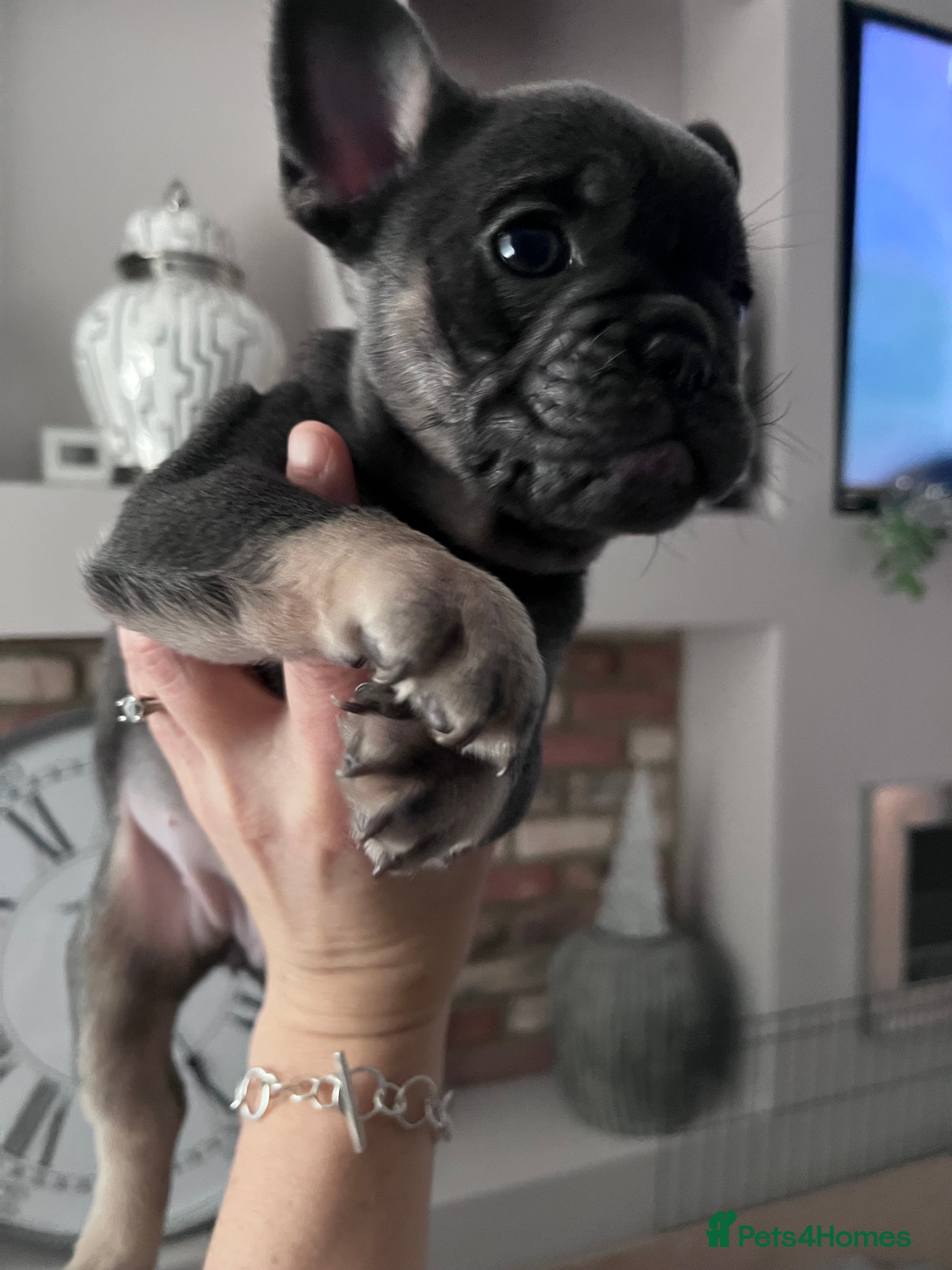 Mixed Breed dogs One beautiful blue and tan girl left £700 - Advert 10