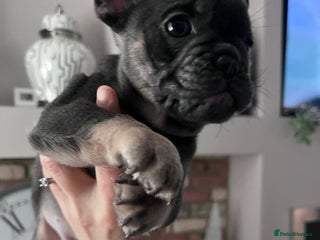 Mixed Breed dogs One beautiful blue and tan girl left - Advert 13