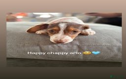 Mixed Breed dogs for sale: Gorgeous little boy dachshund cross jackrussell - Image 1