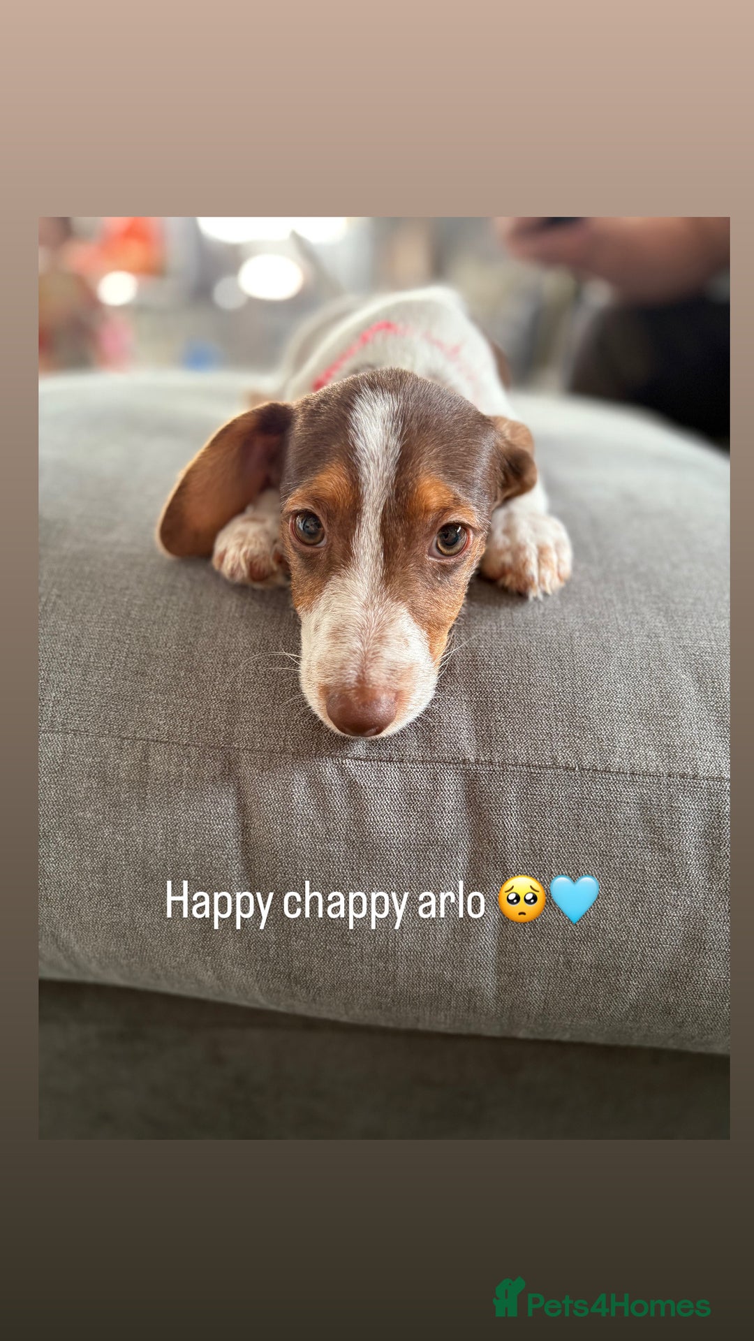 Mixed Breed dogs for sale: Gorgeous little boy dachshund cross jackrussell - Image 1