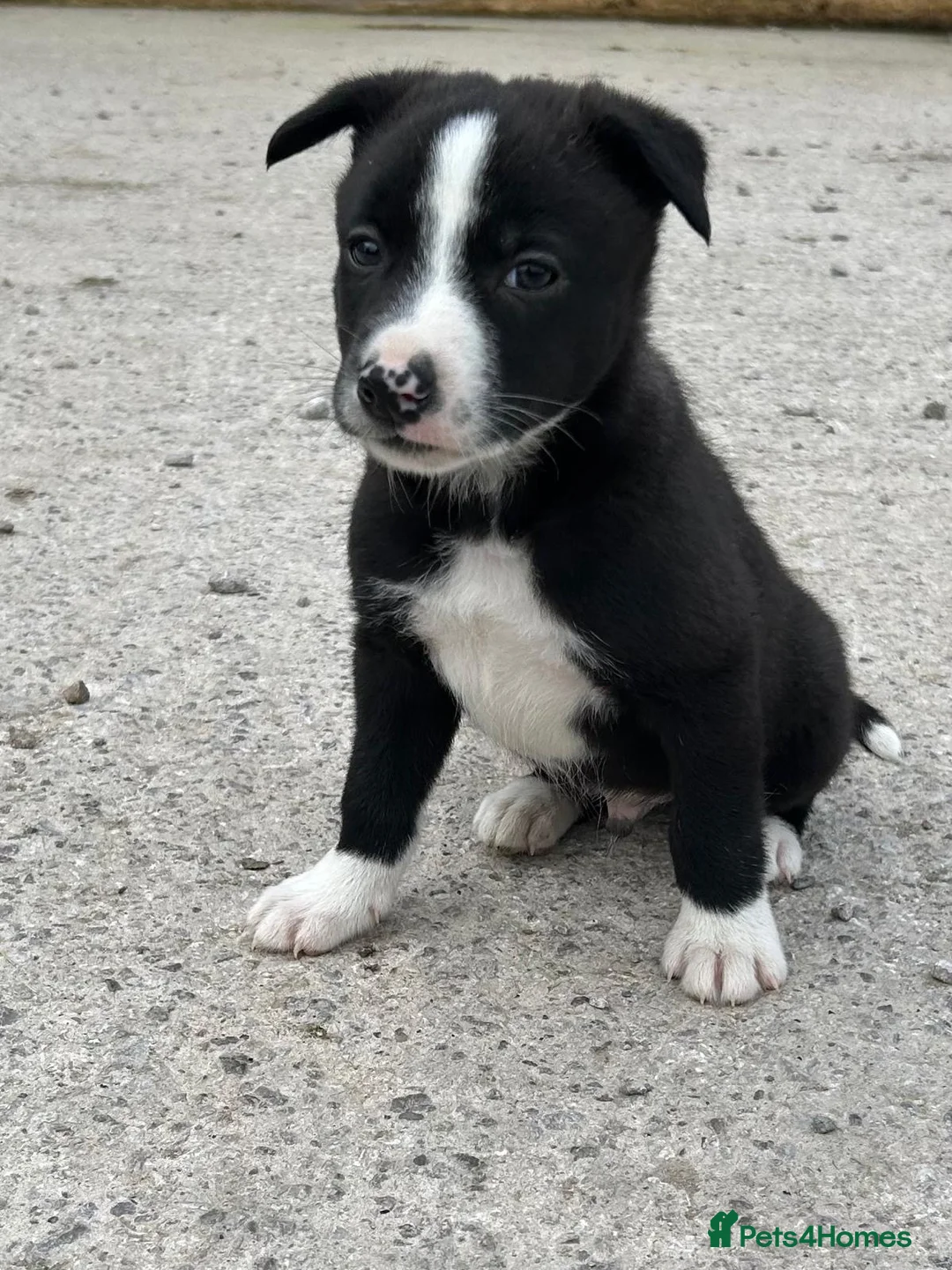 Mixed Breed dogs for sale: 4 pups looking for new homes  - Advert 2