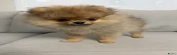 Pomeranian dogs for sale: Rare Tiny Teddy Bear Face Pomeranian pups |KC Reg - Advert 3