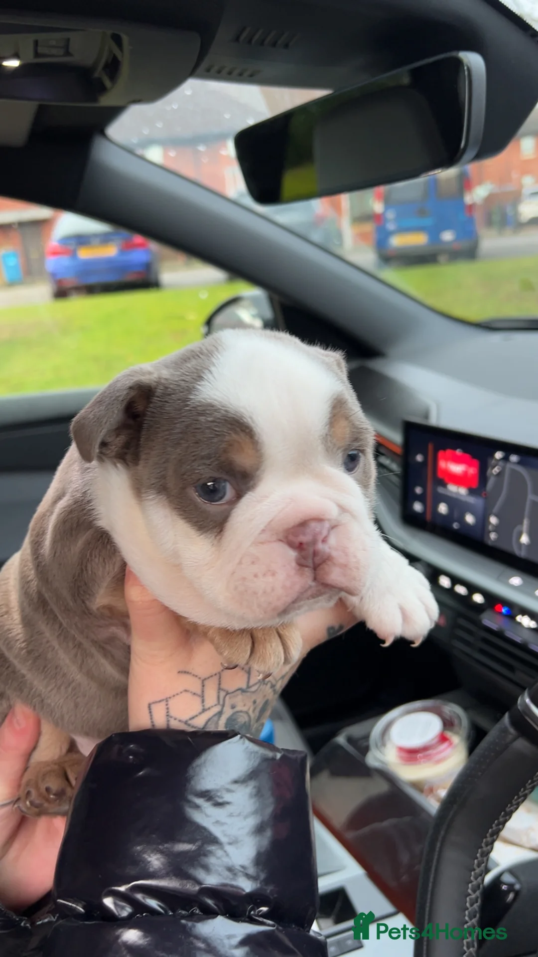 English Bulldog dogs for sale: Lovely chunky girl  - Advert 3