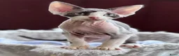 Devon Rex cats for sale: Fantastic Pedigree Devon Rex - Advert 7