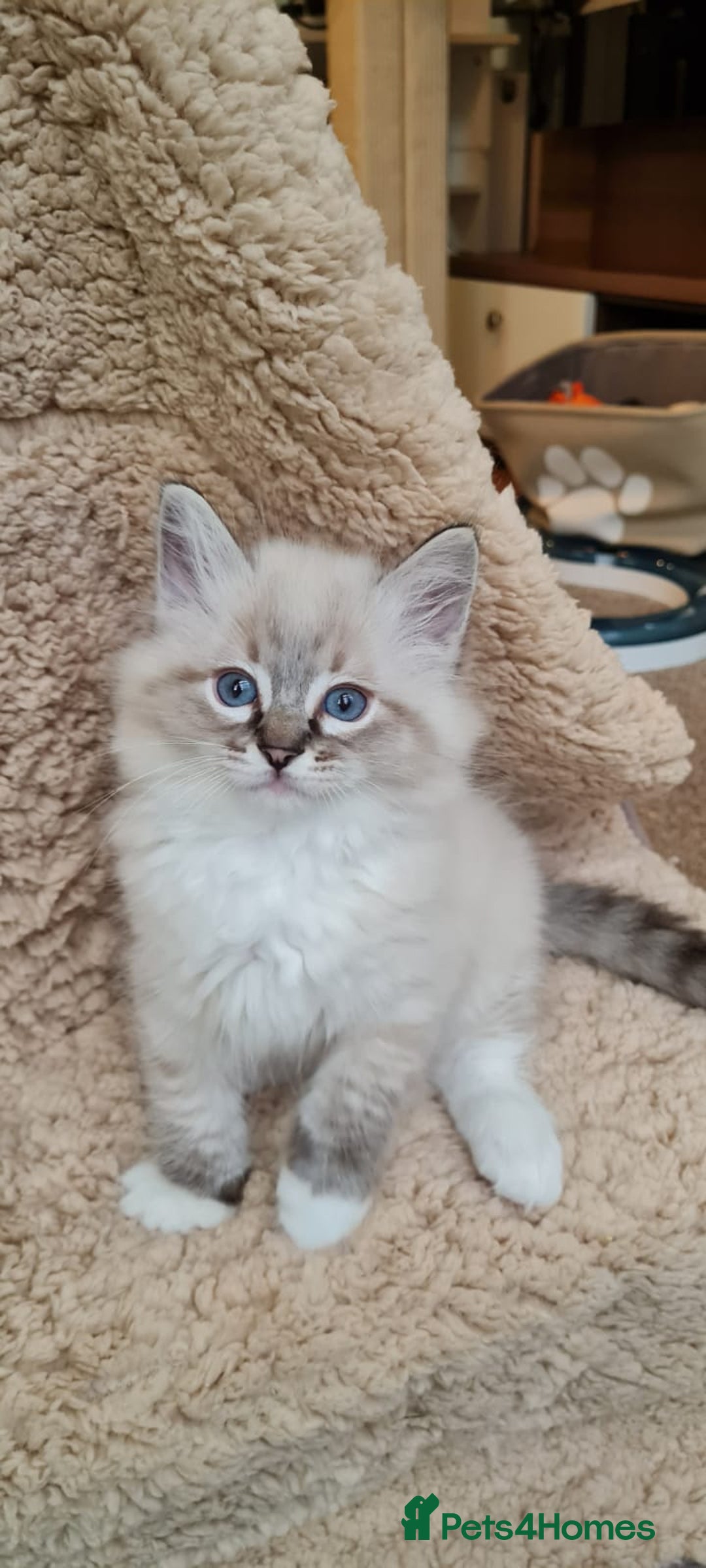 Ragdoll cats for stud: FOR STUD GCCF reg Active Grand Champion for stud in Doncaster - Advert 6