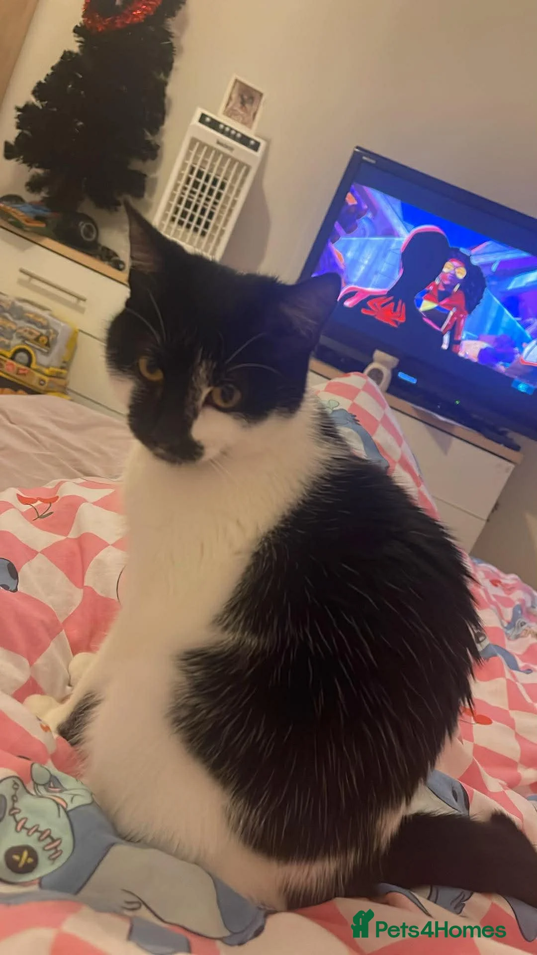 British Shorthair cats for sale: Amber  in Blackpool - Advert 1