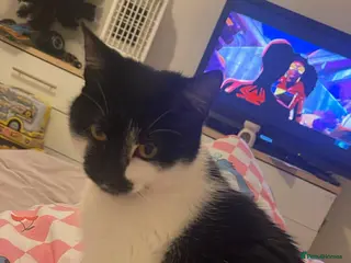 British Shorthair cats Amber - Advert 1