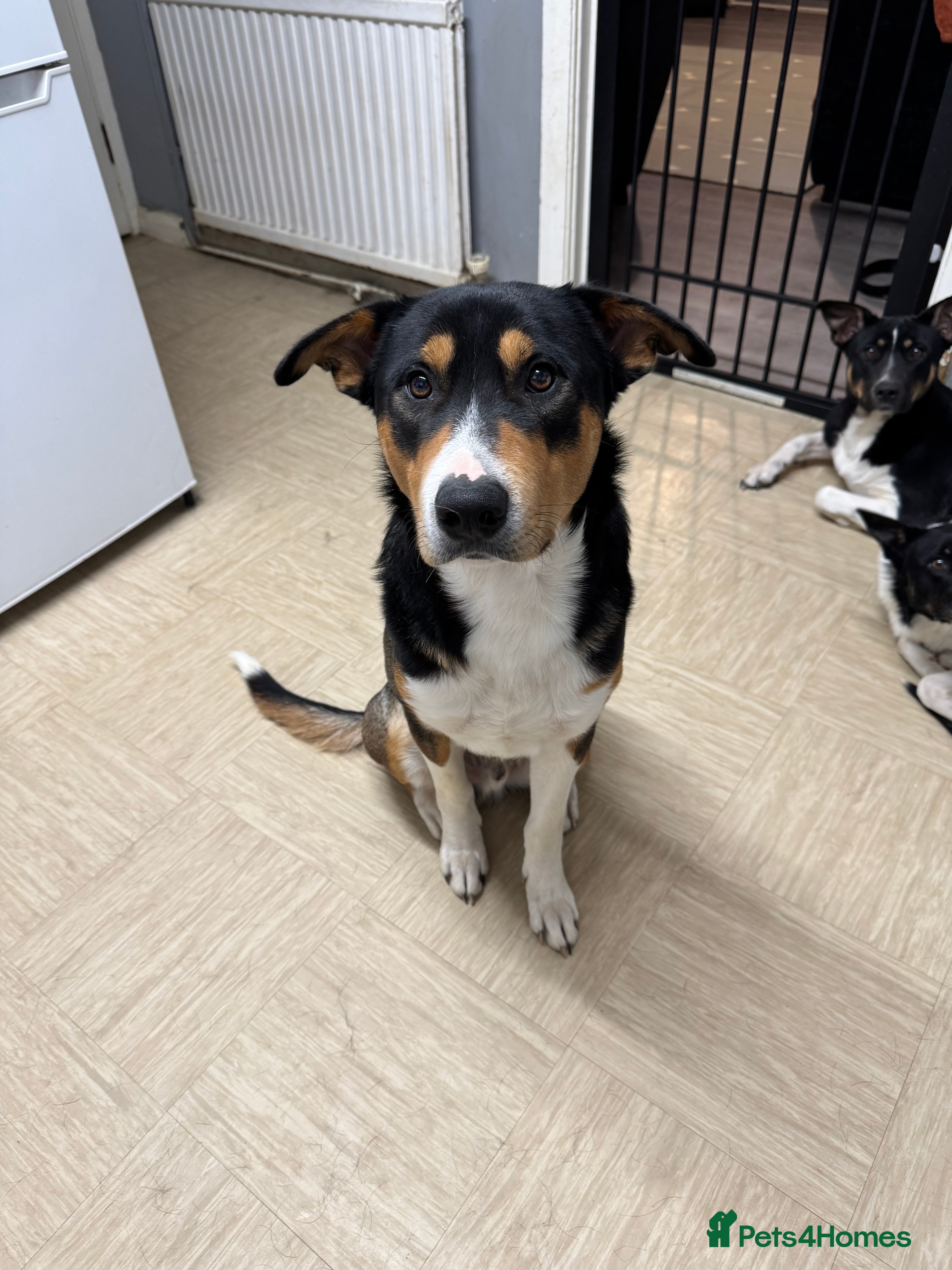 Mixed Breed dogs Gorgeous boy needs a home  - Advert 2