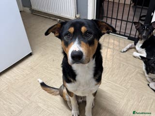 Mixed Breed dogs Gorgeous boy needs a home - Advert 2