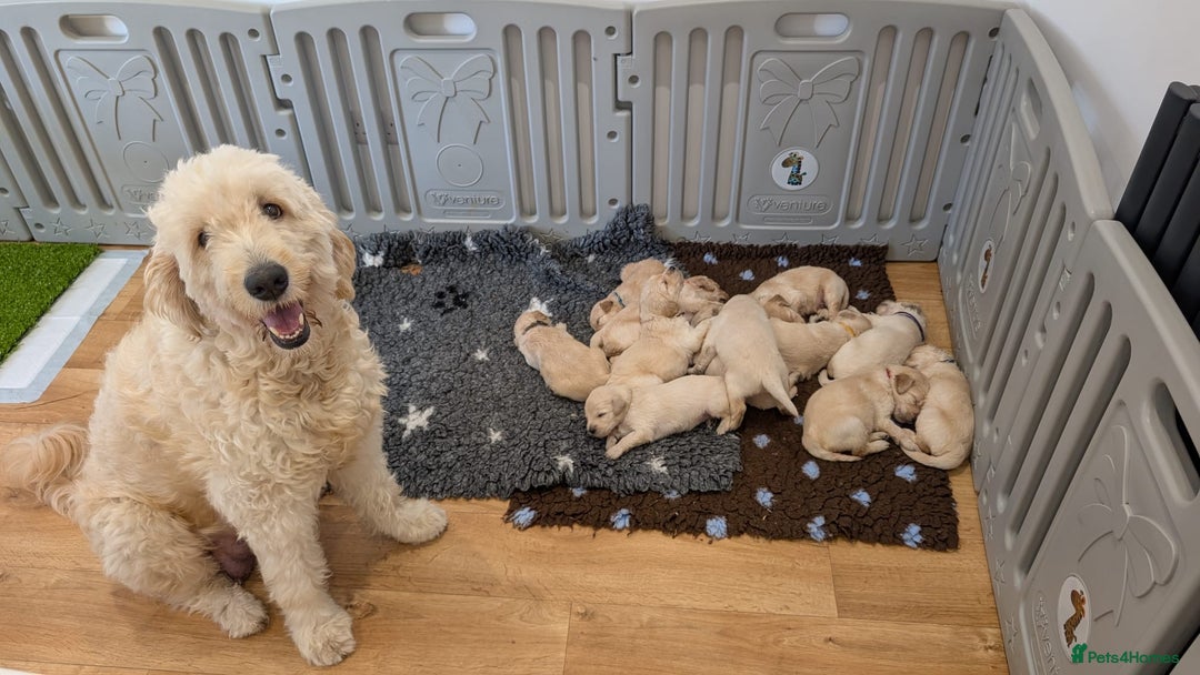 Double Doodle dogs for sale: Double doodles born 24/07/25 1 boy & 4 girls left - Image 1