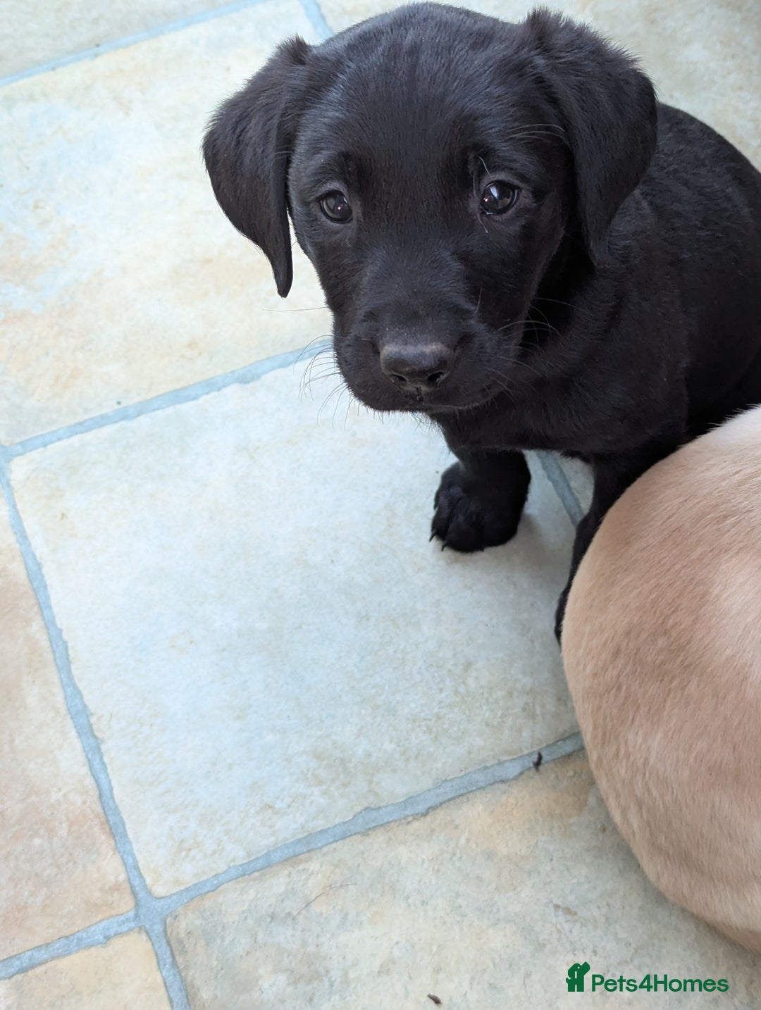 Labrador Retriever dogs for sale: 7 K C registered Chunky Labrador puppies  - Advert 18