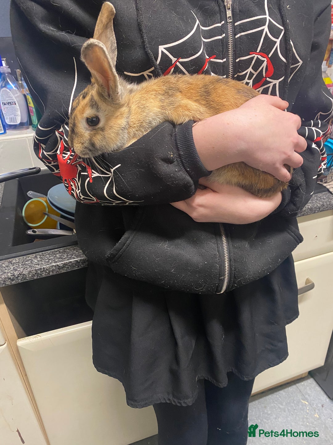Rex rabbits for sale: Rex/mini rex Rabbits for sale - Image 3